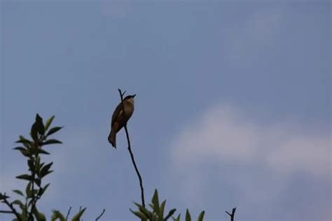 麻雀會築巢嗎